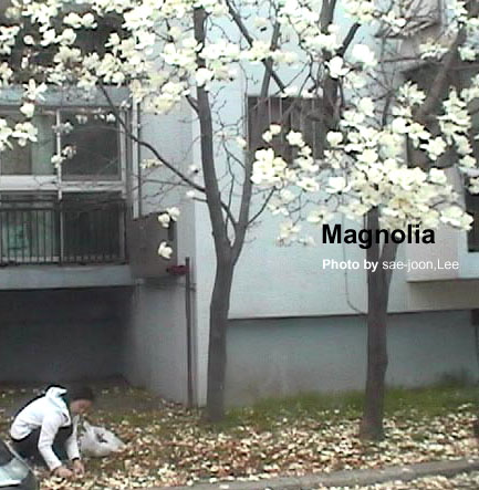 magnolia.jpg